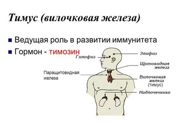 Причины, симптомы и лечение увеличенной вилочковой железы у грудничка